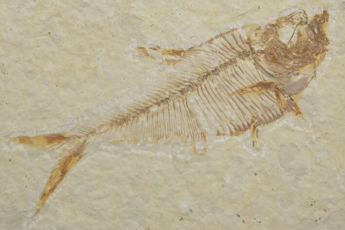 Fossil Fish (Diplomystus) - Green River Formation #217546